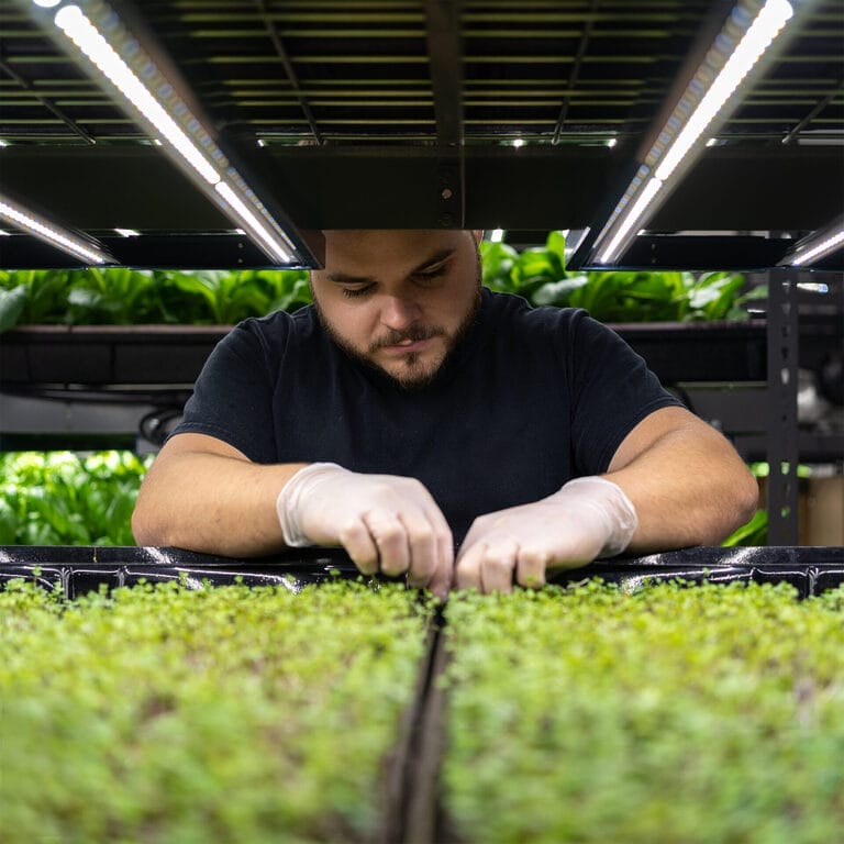A temp greenhouse worker tends to hydroponic plants